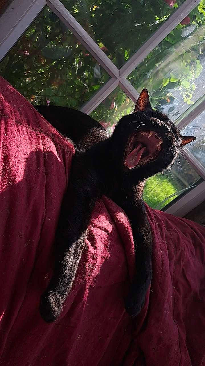 Popey a rejoint le concours — aidez-le/la à gagner de superbes lots ! carnivore, cat, comfort, companion_dog, dog_breed, fawn, felidae, formal_wear, magenta, mammal, plant, purple, small_to_medium_sized_cats, snout, tail, textile, tints_and_shades, tree, whiskers, window