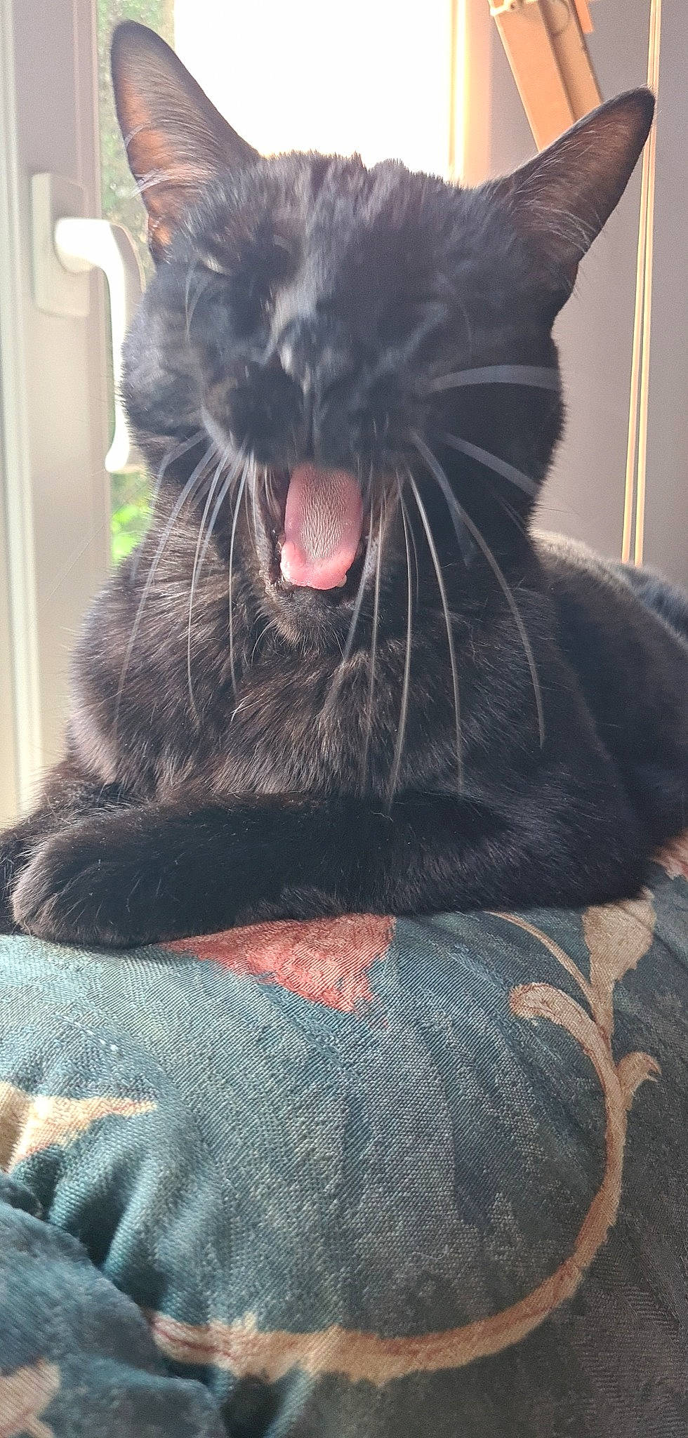 Popey a rejoint le concours — aidez-le/la à gagner de superbes lots ! black_cat, bombay, carnivore, cat, comfort, ear, eye, fang, felidae, foot, grey, head, jaw, paw, roar, small_to_medium_sized_cats, snout, tail, whiskers, yawn
