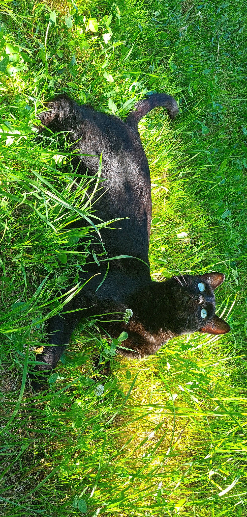 Popey a rejoint le concours — aidez-le/la à gagner de superbes lots ! carnivore, fawn, fur, garden, grass, grass_family, grassland, groundcover, lawn, organism, pasture, plant, poales, prairie, shrub, tail, terrestrial_animal, terrestrial_plant, wildlife, working_animal