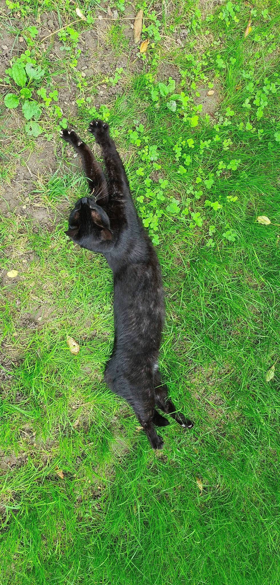 Popey participe au concours pour gagner de l'argent avec cette photo : american_black_bear, canidae, carnivore, claw, dog_breed, felidae, fur, grass, grassland, groundcover, paw, plant, shadow, small_to_medium_sized_cats, snout, sporting_group, tail, terrestrial_animal, tree, trunk