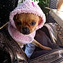 dog, puppy, clothing, pink_hood, bag, metallic_bag, zipper, studs, pet, cute, small_dog, fur, indoors, green_plants, fabric, closeup, face, ears, sitting, looking