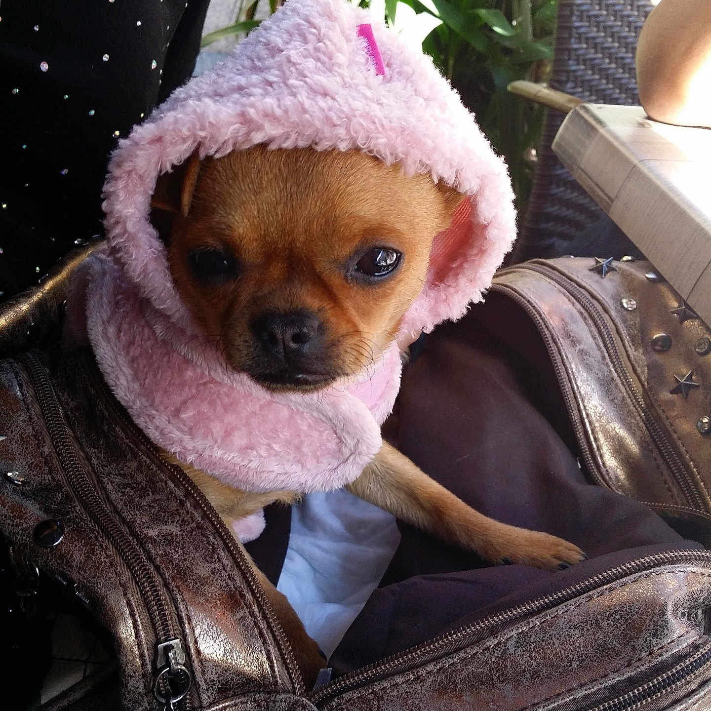 Perla participe au concours pour gagner de l'argent avec cette photo : bag, closeup, clothing, cute, dog, ears, fabric, face, fur, green_plants, indoors, looking, metallic_bag, pet, pink_hood, puppy, sitting, small_dog, studs, zipper