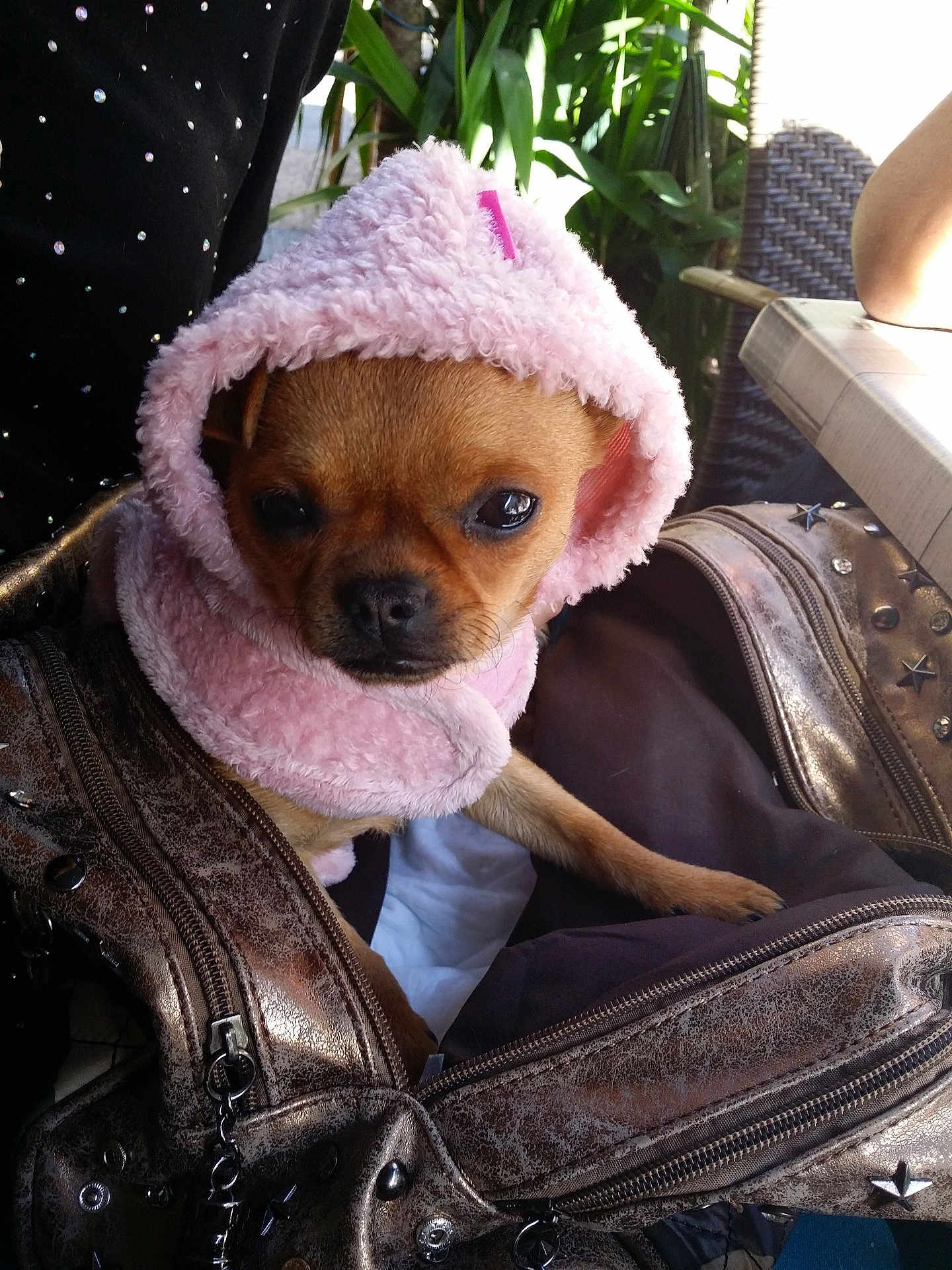 Perla participe au concours pour gagner de l'argent avec cette photo : dog, puppy, clothing, pink_hood, bag, metallic_bag, zipper, studs, pet, cute, small_dog, fur, indoors, green_plants, fabric, closeup, face, ears, sitting, looking