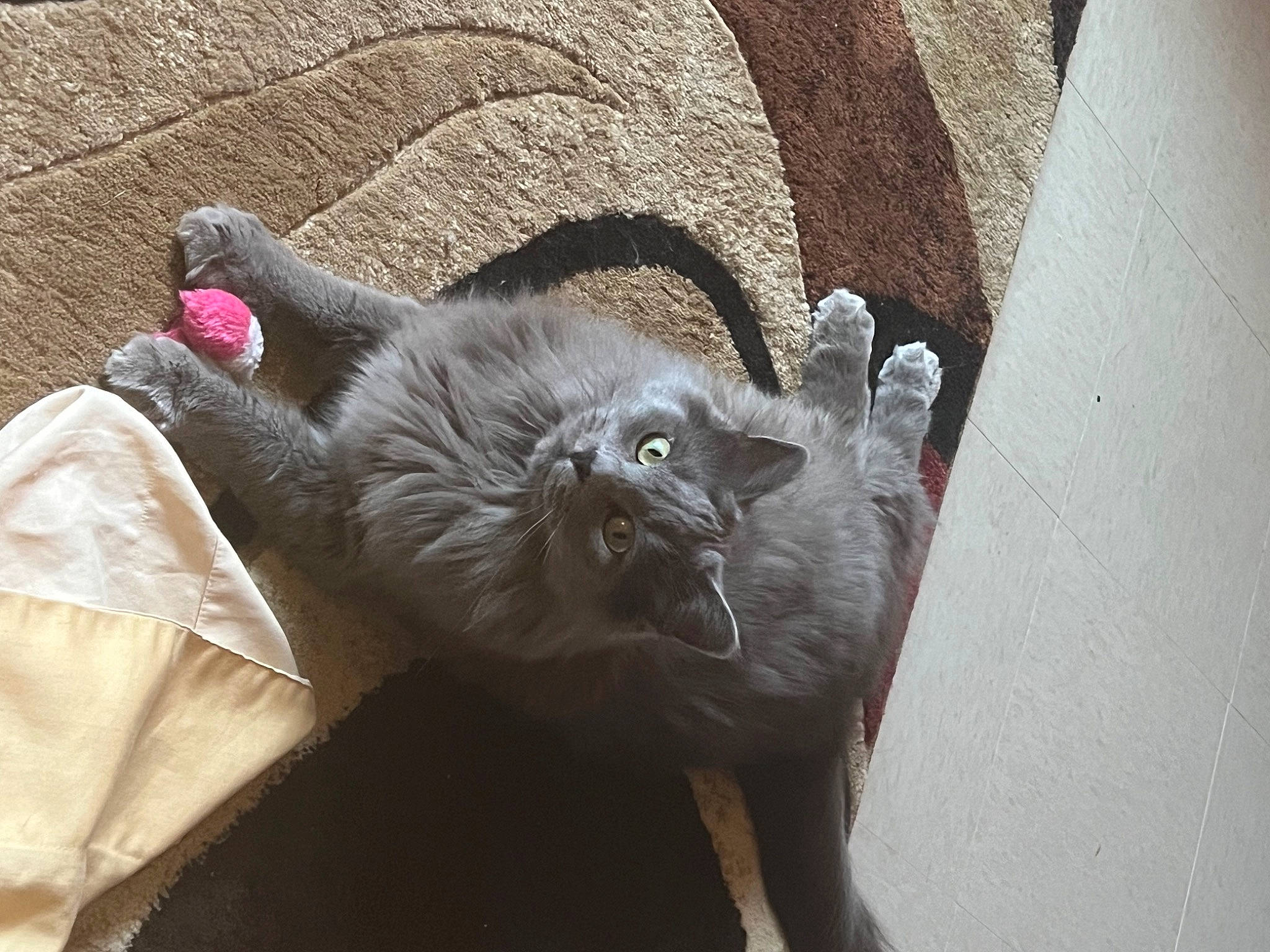 Jennybear joined the competition — help win amazing prizes! black_cat, bombay, carnivore, cat, cat_supply, claw, comfort, dog_breed, domestic_short_haired_cat, felidae, fur, grey, liver, paw, small_to_medium_sized_cats, snout, tail, terrestrial_animal, whiskers