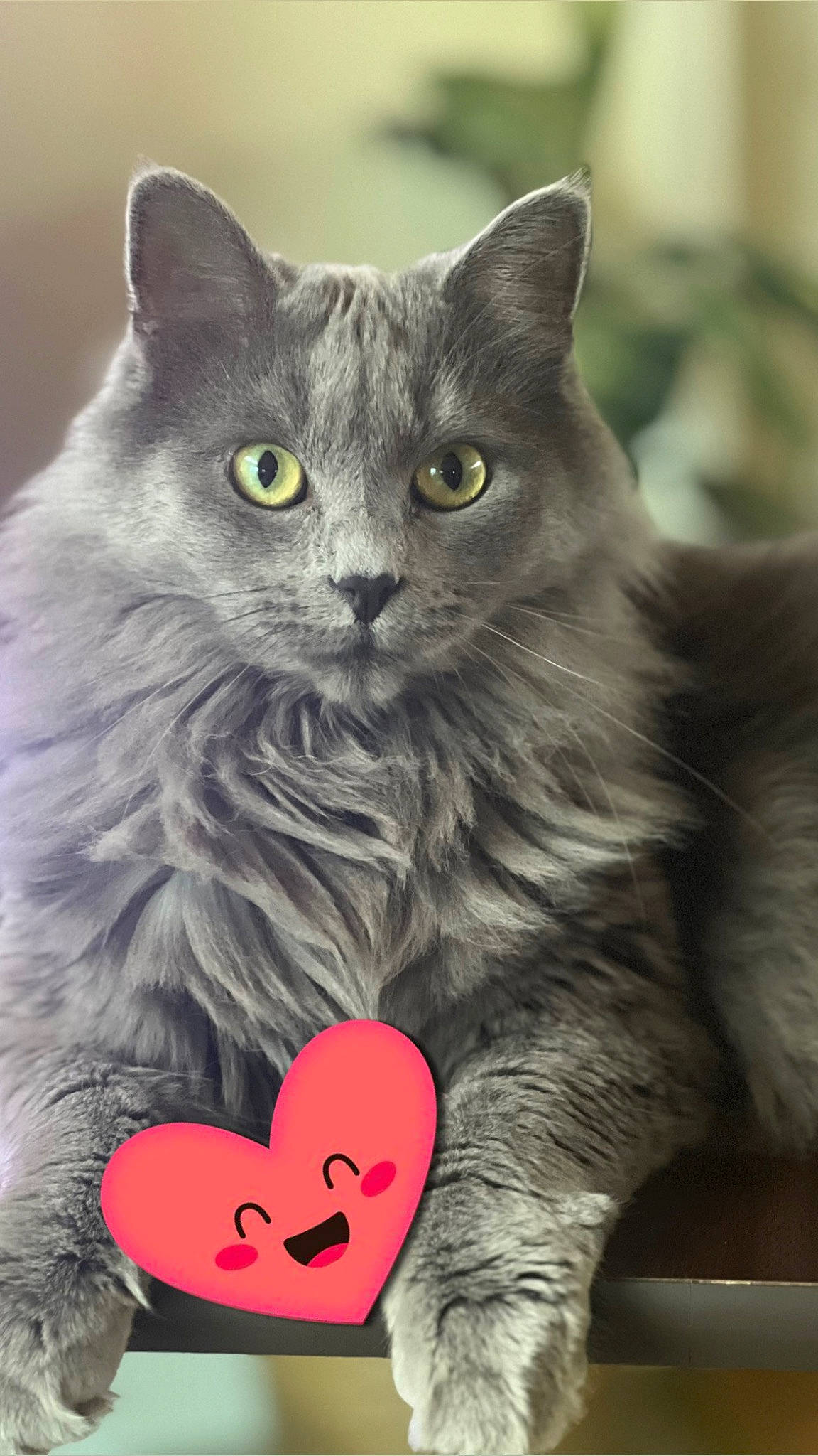 Jennybear is registered to the contest to win money with this photo: art, british_longhair, carmine, carnivore, cat, cat_supply, domestic_short_haired_cat, felidae, fur, grey, paw, photo_caption, small_to_medium_sized_cats, snout, whiskers