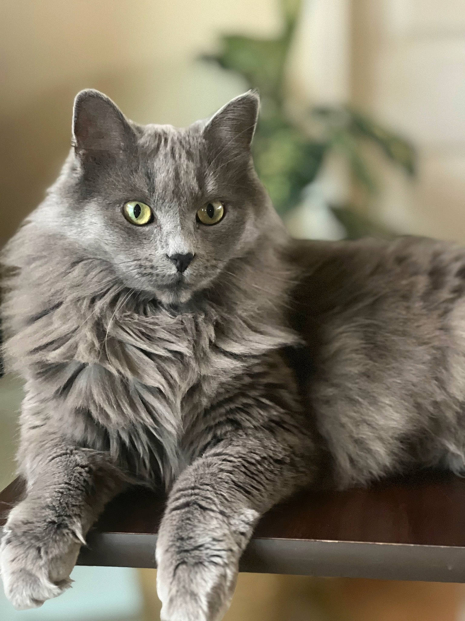 Jennybear is registered to the contest to win money with this photo: british_longhair, carnivore, cat, claw, domestic_short_haired_cat, felidae, fur, grey, monochrome_photography, paw, sitting, small_to_medium_sized_cats, snout, tail, terrestrial_animal, whiskers, window