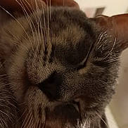 Bibble is registered to the contest to win money with this photo: cat, close_up, whiskers, sleepy, face, feline, pet, animal, domestic, hand, cozy, indoor, blurred_background, flag, american_flag, poster, fur, nose, ear, comfort