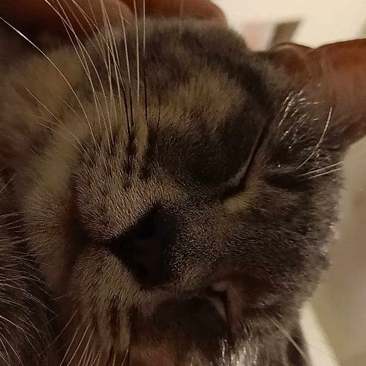 Bibble is registered to the contest to win money with this photo: american_flag, animal, blurred_background, cat, close_up, comfort, cozy, domestic, ear, face, feline, flag, fur, hand, indoor, nose, pet, poster, sleepy, whiskers