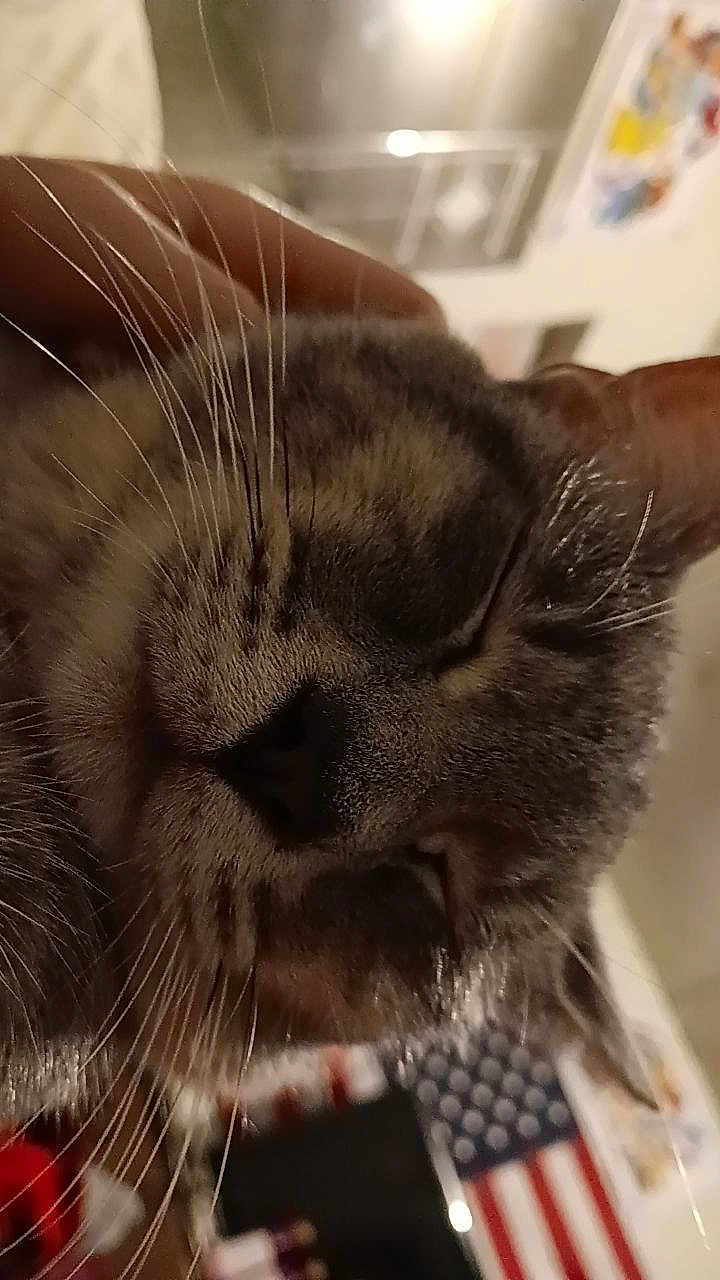 Bibble