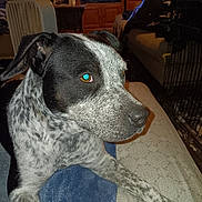 Luna joined the competition — help win amazing prizes! animal, black_and_white, blanket, canine, couch, cozy, dog, ears, eyes, fur, furniture, home, indoor, living_room, nose, pet, resting, side_view, speckled, television