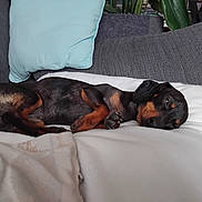 Loony Toony participe au concours pour gagner de l'argent avec cette photo : dog, dachshund, sleeping, blanket, cushion, sofa, indoor, pet, relaxed, resting, cozy, fur, paw, animal, cute, companion, domestic, brown, black, small_dog