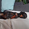 dog, dachshund, sleeping, blanket, cushion, sofa, indoor, pet, relaxed, resting, cozy, fur, paw, animal, cute, companion, domestic, brown, black, small_dog