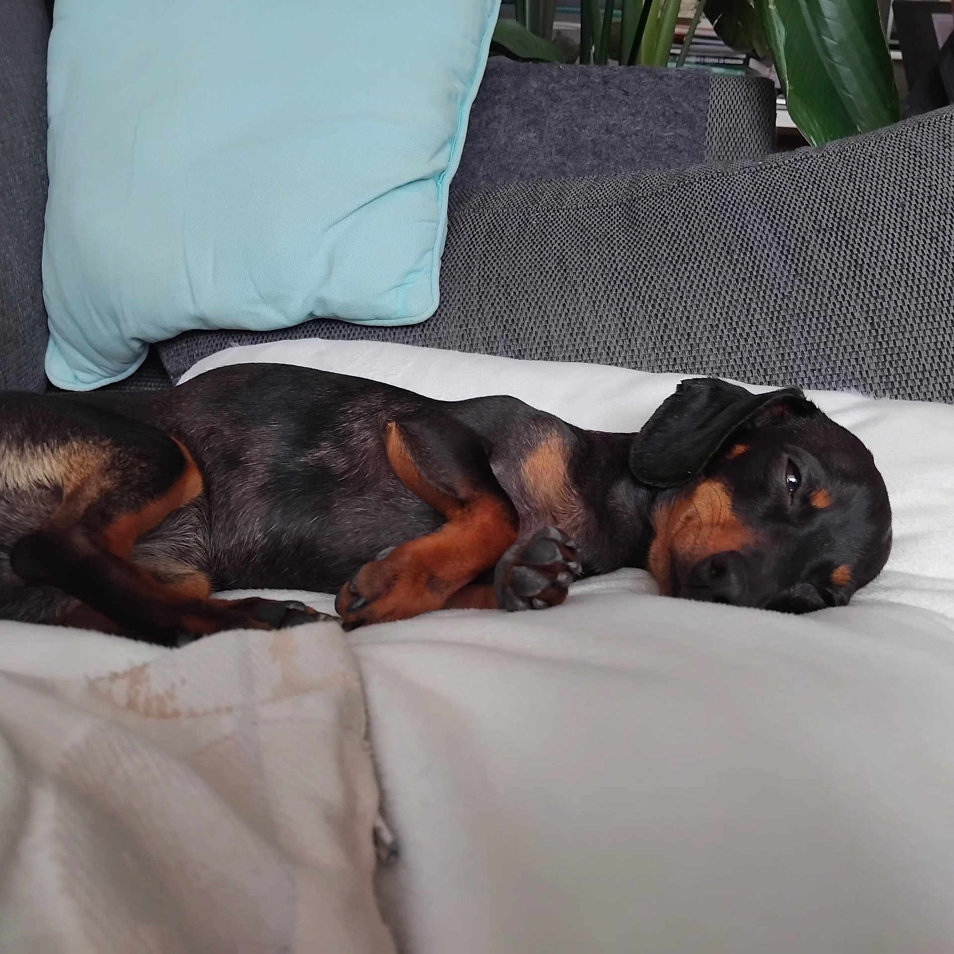 Loony Toony participe au concours pour gagner de l'argent avec cette photo : dog, dachshund, sleeping, blanket, cushion, sofa, indoor, pet, relaxed, resting, cozy, fur, paw, animal, cute, companion, domestic, brown, black, small_dog