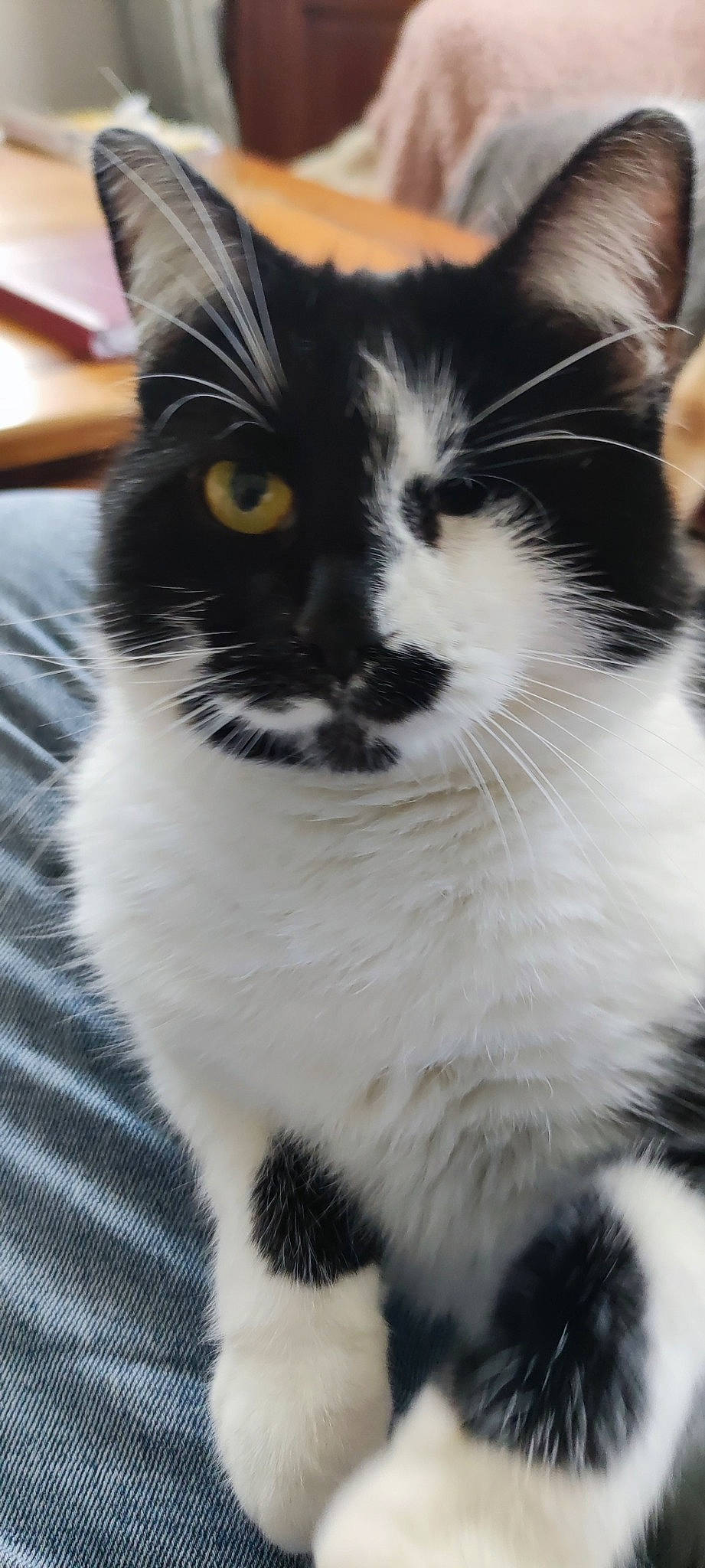 Ruby participe au concours pour gagner de l'argent avec cette photo : carnivore, cat, claw, domestic_short_haired_cat, eye, felidae, fur, monochrome, monochrome_photography, paw, plant, small_to_medium_sized_cats, snout, tail, terrestrial_animal, tree, whiskers, window