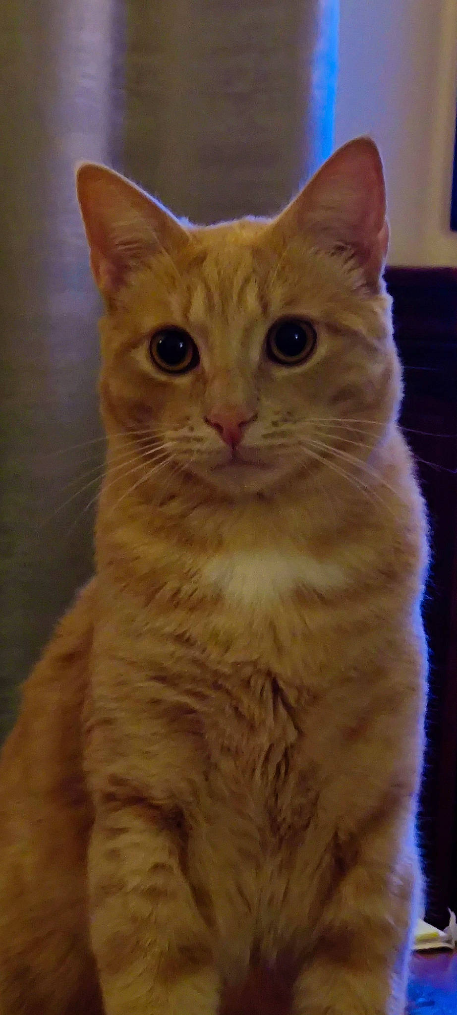 Angelo participe au concours pour gagner de l'argent avec cette photo : carnivore, cat, domestic_short_haired_cat, event, eye, fawn, felidae, fur, head, small_to_medium_sized_cats, snout, terrestrial_animal, whiskers, window