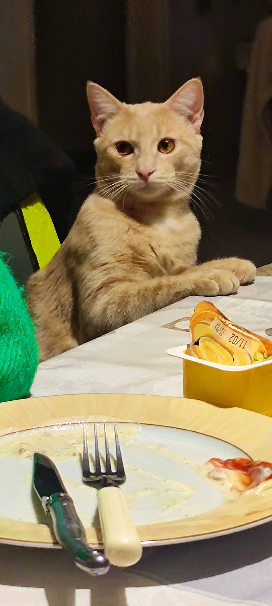 Angelo a rejoint le concours — aidez-le/la à gagner de superbes lots ! art, carnivore, cat, cutlery, dishware, domestic_short_haired_cat, event, fawn, felidae, food, fork, kitchen_utensil, knife, plate, serveware, small_to_medium_sized_cats, table, tablecloth, tableware, whiskers