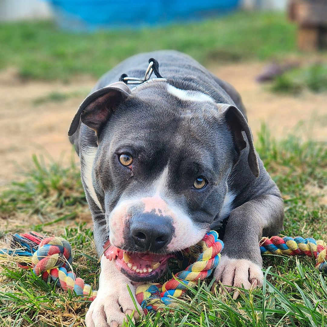 Timmy joined the competition — help win amazing prizes! accessories, animal, ball, bulldog, canine, dog, face, football, grass, head, outdoors, person, pet, pitbull, plant, puppy, soccer, soccerball, sport, strap