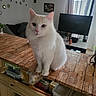 Taily a rejoint le concours — aidez-le/la à gagner de superbes lots ! cat, white_cat, pet, indoor, furniture, wooden_table, living_room, television, window, curtains, decorations, plant, houseplant, container, storage, cozy, looking, sitting, fur, animal