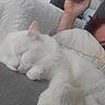 Taily participe au concours pour gagner de l'argent avec cette photo : cat, sleeping, white_cat, person, smiling, pillow, blanket, couch, cozy, indoor, relaxation, fur, resting, pet, human, comfort, face, closeup, soft, nap