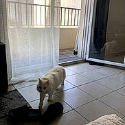 Taily a rejoint le concours — aidez-le/la à gagner de superbes lots ! cat, white_cat, indoor, tile_floor, slippers, curtains, sunlight, reflection, door, glass_door, home, pet, feline, cozy, shadow, walking, animal, domestic, quiet, window
