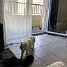 cat, white_cat, indoor, tile_floor, slippers, curtains, sunlight, reflection, door, glass_door, home, pet, feline, cozy, shadow, walking, animal, domestic, quiet, window