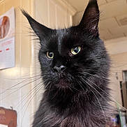 Rocky joined the competition — help win amazing prizes! cat, black_cat, indoor, pet, animal, whiskers, fur, ears, eyes, portrait, feline, domestic_cat, closeup, mammal, looking_away, household, kitten, cute, fluffy, calm