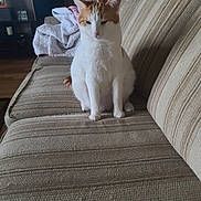 Georgie joined the competition — help win amazing prizes! cat, orange_and_white_cat, couch, striped_couch, blanket, living_room, furniture, pet, indoor, sitting, animal, fur, whiskers, ears, tail, domestic_cat, home, cozy, resting, quiet