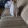 cat, orange_and_white_cat, couch, striped_couch, blanket, living_room, furniture, pet, indoor, sitting, animal, fur, whiskers, ears, tail, domestic_cat, home, cozy, resting, quiet