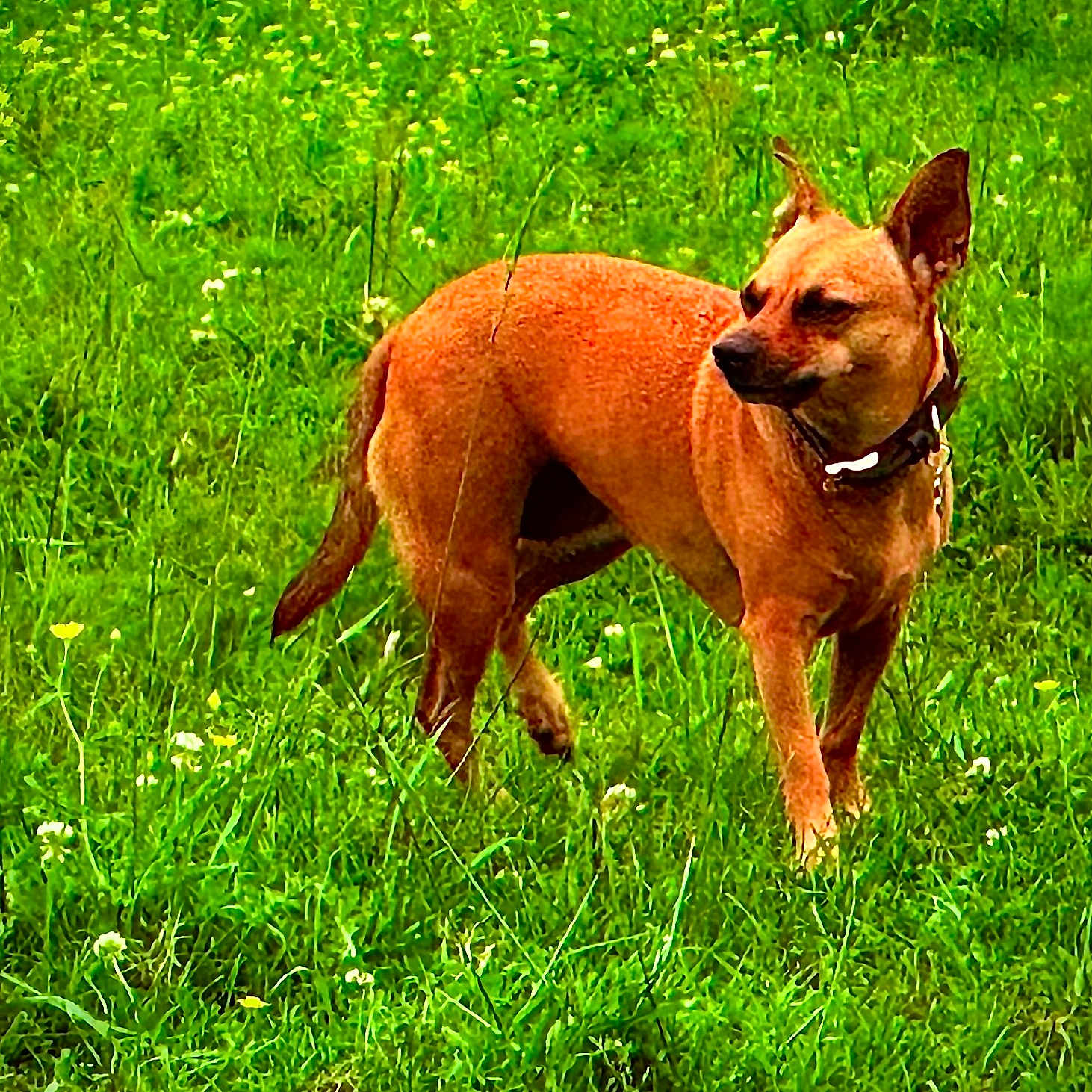 Miss Bea is registered to the contest to win money with this photo: alert, animal, brown_dog, canine, collar, dog, field, flowers, fur, grass, greenery, meadow, nature, outdoor, pet, small_dog, spring, standing, summer, wildflowers