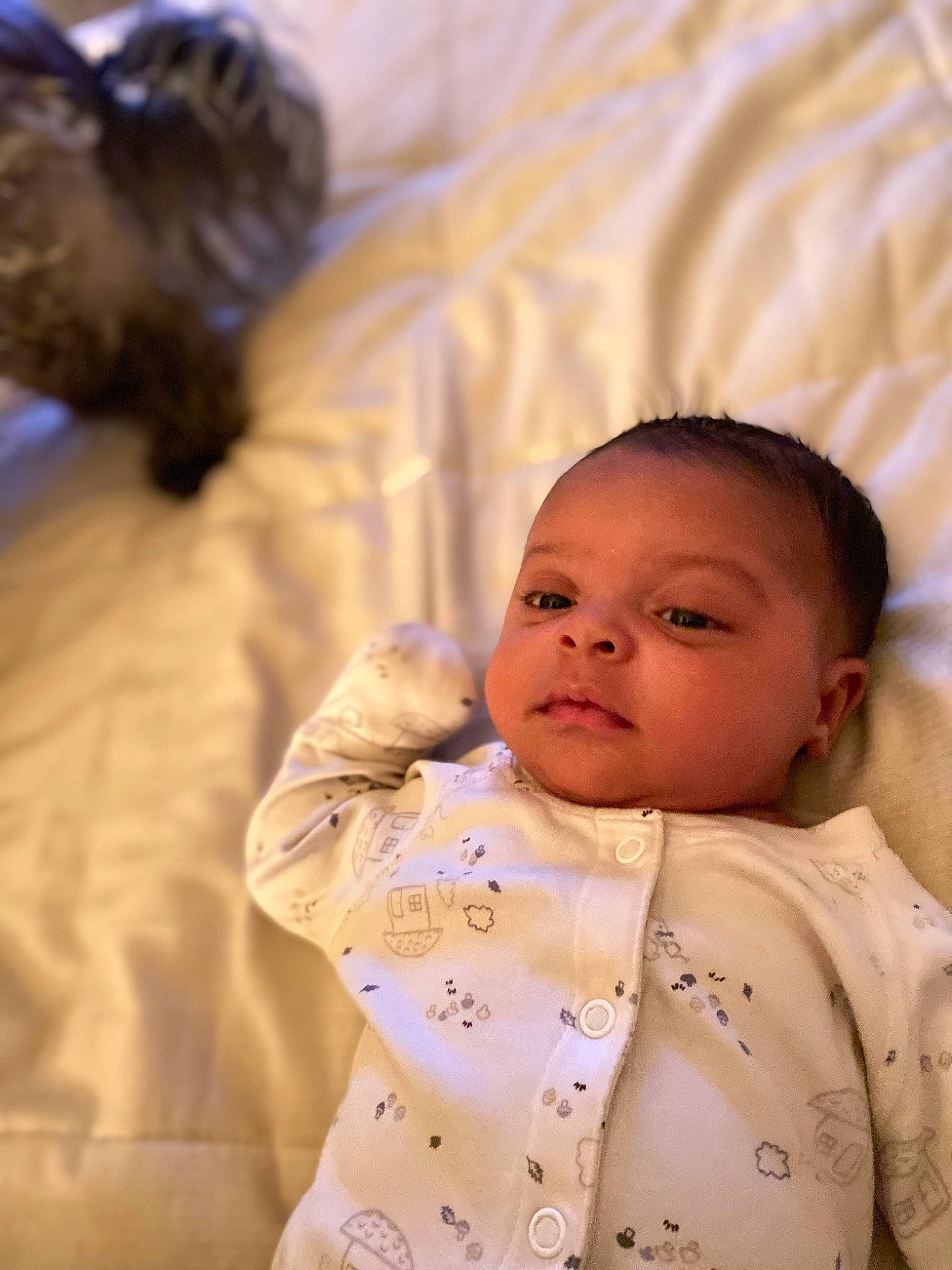 Amado is registered to the contest to win money with this photo: baby, baby_toddler_clothing, cheek, comfort, companion_dog, eye, felidae, fur, gesture, happy, head, iris, lip, nose, person, sitting, skin, sleeve, textile, toddler