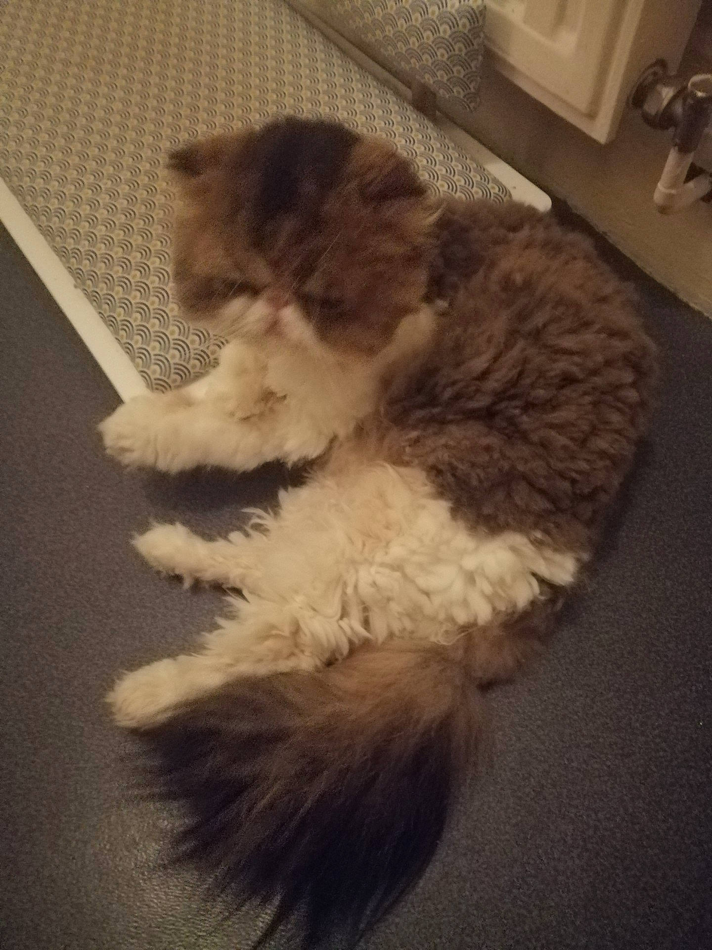 Guizmo participe au concours pour gagner de l'argent avec cette photo : carnivore, cat, claw, cloud, comfort, companion_dog, dog_breed, fawn, felidae, flooring, fur, hardwood, paw, small_to_medium_sized_cats, snout, tail, terrestrial_animal, whiskers, wood, wool