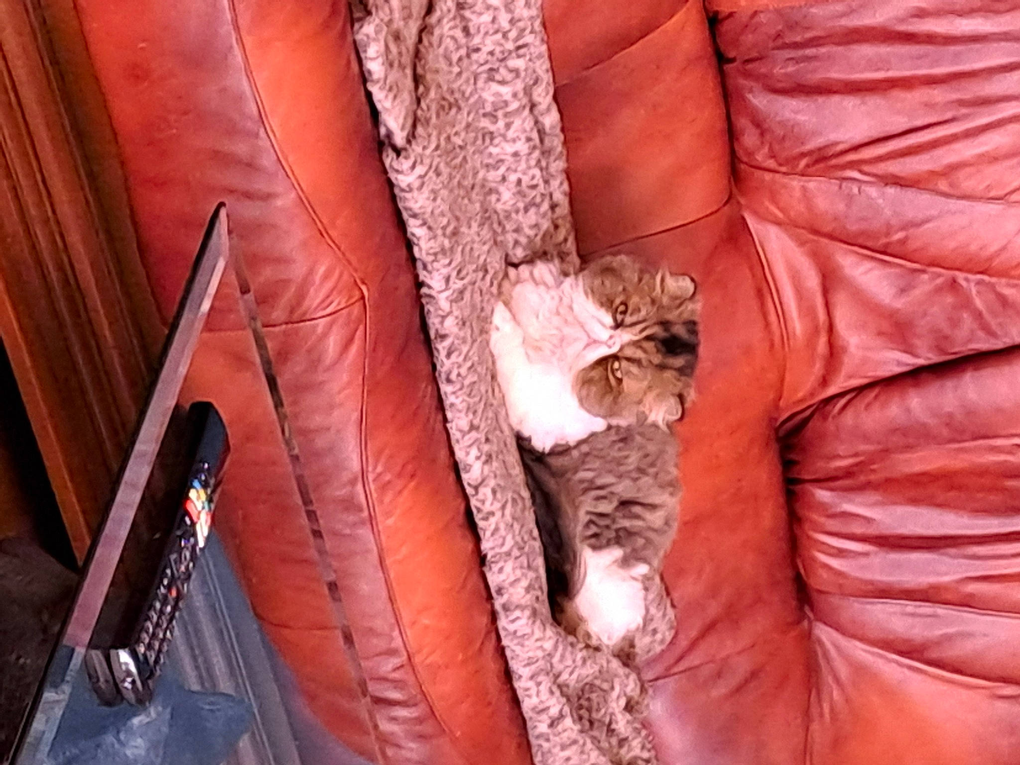 Guizmo a rejoint le concours — aidez-le/la à gagner de superbes lots ! carnivore, cat, comfort, couch, domestic_short_haired_cat, felidae, flooring, fur, hardwood, human_leg, magenta, peach, room, sitting, small_to_medium_sized_cats, tail, textile, tints_and_shades, whiskers, wood