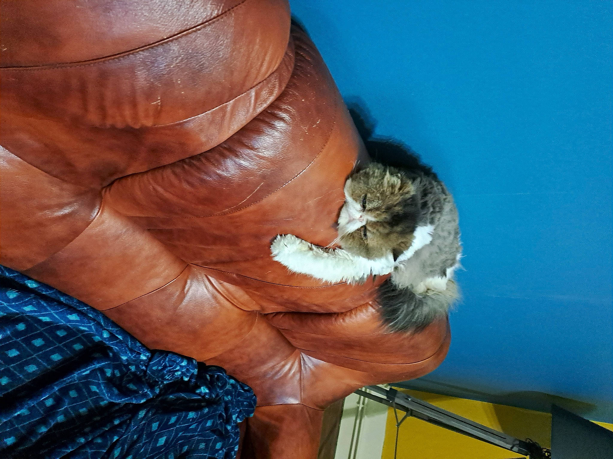 Guizmo a rejoint le concours — aidez-le/la à gagner de superbes lots ! cat, claw, comfort, domestic_short_haired_cat, electric_blue, felidae, finger, foot, fur, gesture, hand, human_leg, liver, nail, small_to_medium_sized_cats, thumb, toe, whiskers, wrinkle, wrist