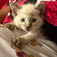 Cardi joined the competition — help win amazing prizes! kitten, cat, blue_eyes, fur, whiskers, ears, pet, animal, close_up, portrait, lying_down, blanket, bedding, pink, leopard_print, indoors, cozy, cute, fluffy, photography