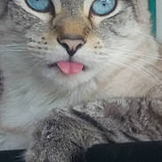 Mr Butters is registered to the contest to win money with this photo: cat, blue_eyes, tongue_out, close_up, fur, paw, pet, animal, cute, playful, domestic_cat, whiskers, face, muzzle, feline, portrait, indoor, resting, striped_fur, adorable