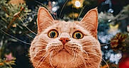Hugs And Kisses joined the competition — help win amazing prizes! cat, orange_tabby, sweater, christmas_tree, ornaments, pine_cones, lights, holiday, festive, indoor, pet, cute, whiskers, wide_eyes, portrait, animal, seasonal, decoration, cozy, celebration