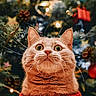 cat, orange_tabby, sweater, christmas_tree, ornaments, pine_cones, lights, holiday, festive, indoor, pet, cute, whiskers, wide_eyes, portrait, animal, seasonal, decoration, cozy, celebration