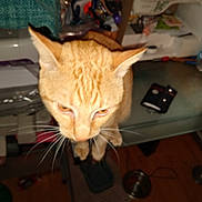 Hugs And Kisses is registered to the contest to win money with this photo: cat, ginger_cat, pet, indoor, table, glass_table, sewing_machine, wallet, whiskers, ears, floor, bowl, household_items, blurred, close_up, orange_cat, domestic_cat, feline, fur, animal