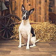 évita participe au concours pour gagner de l'argent avec cette photo : animal, barn, black_and_white, canine, curious, dog, domestic_animal, ears_up, farm, flooring, hay, indoors, john_deere_sign, pet, rural, rustic, sitting, wagon_wheel, wooden_floor, wooden_wall