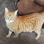 Simba joined the competition — help win amazing prizes! cat, orange_tabby, green_eyes, carpet, indoor, feline, pet, whiskers, ears, fur, cute, alert, animal, domestic, living_room, brown_couch, standing, looking_up, four_legs, companion