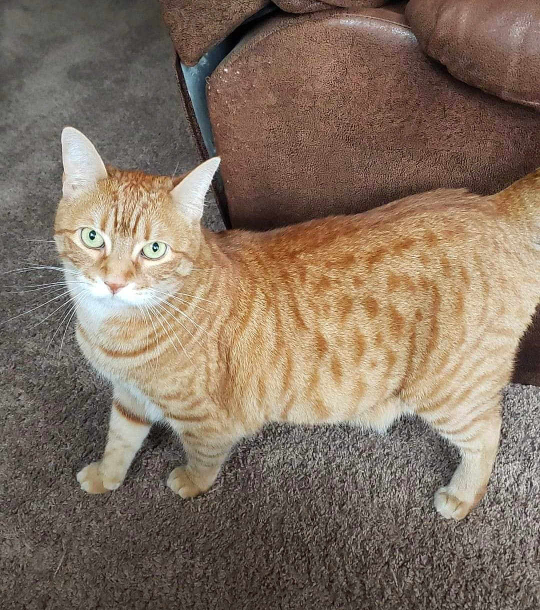 Simba joined the competition — help win amazing prizes! cat, orange_tabby, green_eyes, carpet, indoor, feline, pet, whiskers, ears, fur, cute, alert, animal, domestic, living_room, brown_couch, standing, looking_up, four_legs, companion