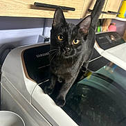 Salem joined the competition — help win amazing prizes! black_cat, cat, pet, animal, indoor, washing_machine, laundry_room, curious, yellow_eyes, feline, cabinet, household, domestic, tail_up, looking_at_camera, standing, appliance, cleaning_area, countertop, wooden_cabinet