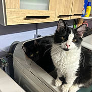 Arie is registered to the contest to win money with this photo: cat, cats, black_cat, black_and_white_cat, laundry_room, washing_machine, pet, animal, feline, curious, indoor, household, cabinet, cleaning_supplies, domestic, cute, whiskers, ears, fur, pets