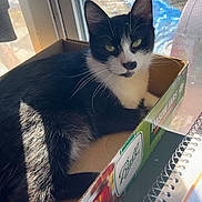 Nova is registered to the contest to win money with this photo: cat, black_and_white, box, cardboard, window, sunlight, green_eyes, indoor, pet, feline, whiskers, notebook, spiral_notebook, table, relaxing, looking_at_camera, close_up, daylight, domestic_animal, mason_jars