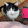 Pickles is registered to the contest to win money with this photo: cat, black_and_white, tongue_out, curious, indoor, tile_floor, rug, pink_case, nintendo_ds, pet, animal, looking_up, whiskers, ears, cute, feline, domestic_cat, playful, flooring, household