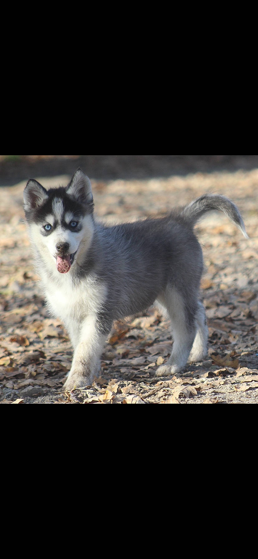 Gringo participe au concours pour gagner de l'argent avec cette photo : alaskan_klee_kai, alaskan_malamute, canadian_eskimo_dog, canidae, carnivore, dog, dog_breed, greenland_dog, mammal, miniature_siberian_husky, native_american_indian_dog, northern_inuit_dog, sakhalin_husky, seppala_siberian_sleddog, siberian_husky, sled_dog, snout, tamaskan_dog, vertebrate, wolfdog