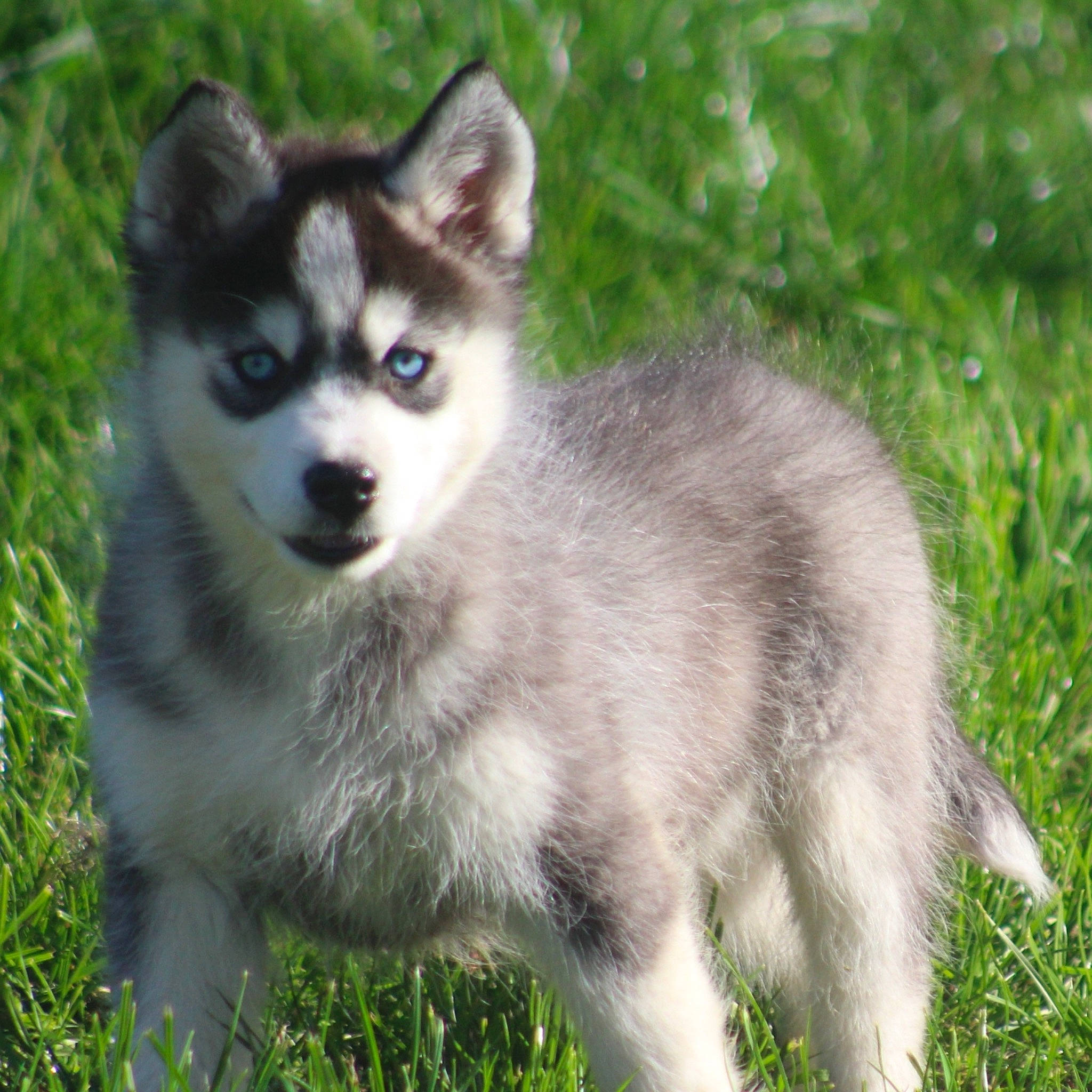 Gringo a rejoint le concours — aidez-le/la à gagner de superbes lots ! balance, canidae, carnivore, fur, grass, grass_family, grassland, iris, jaw, meadow, natural_environment, pasture, prairie, sled_dog, snout, tail, terrestrial_animal, whiskers, wildlife