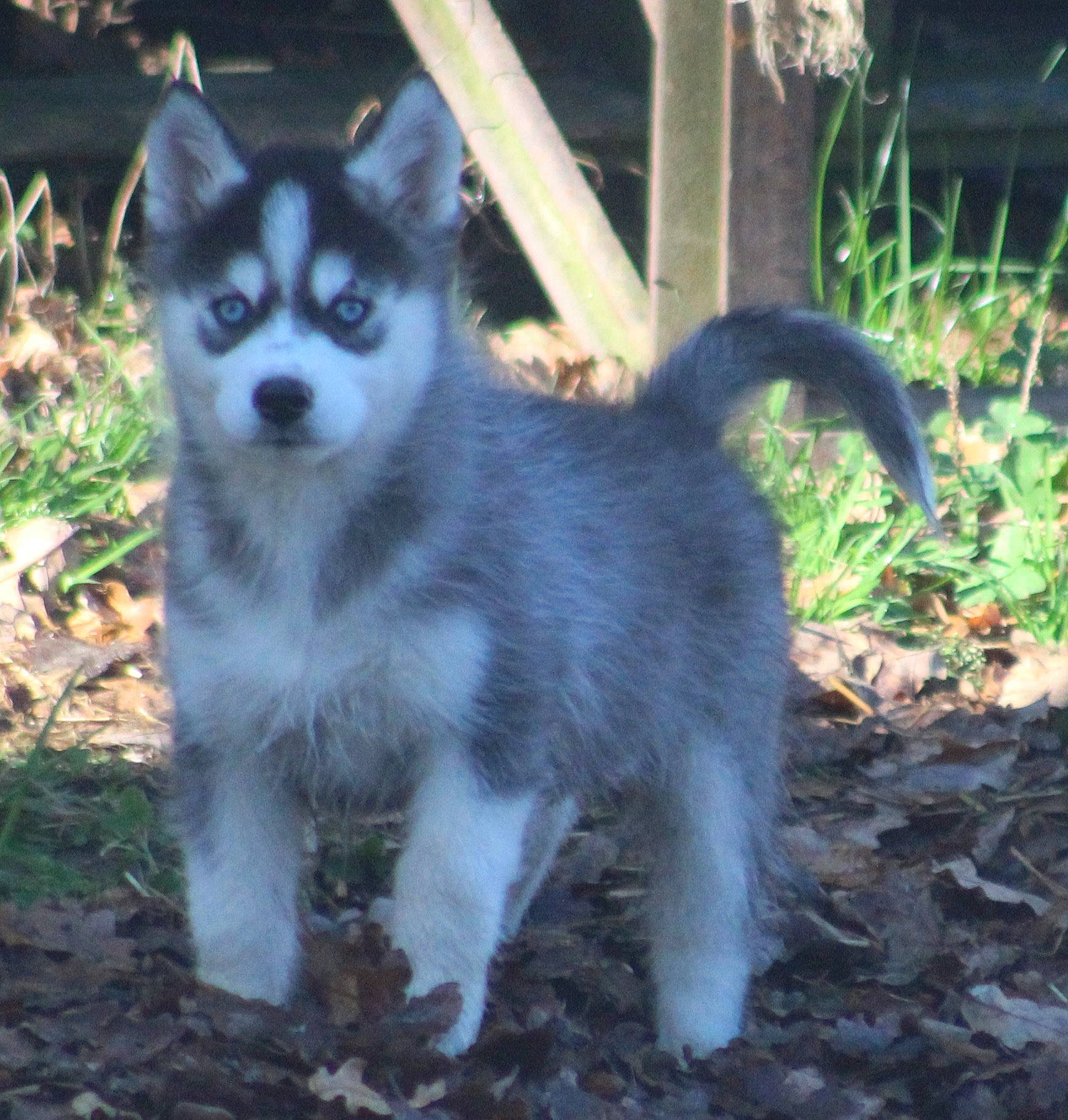 Gringo participe au concours pour gagner de l'argent avec cette photo : canidae, canis, carnivore, dog, dog_breed, fur, grass_family, grey, iris, sled_dog, snapshot, snout, soil, subshrub, tail, terrestrial_animal, whiskers, wolf, working_animal