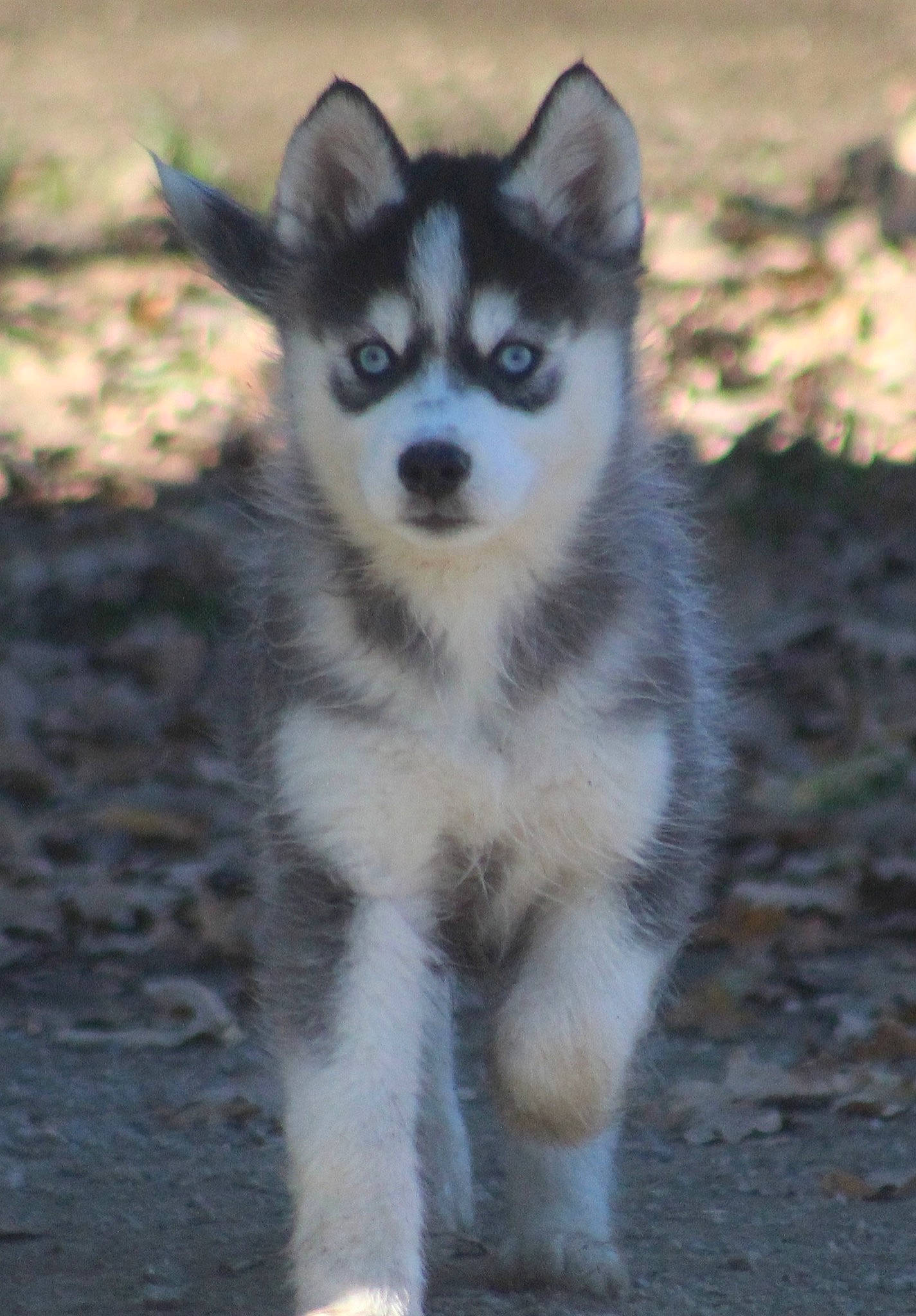 Gringo a rejoint le concours — aidez-le/la à gagner de superbes lots ! alaskan_malamute, canidae, canis, carnivore, companion_dog, dog, dog_breed, fur, grey, iris, jaw, rare_breed_dog, sled_dog, snapshot, snout, terrestrial_animal, vertebrate, whiskers, working_animal, working_dog