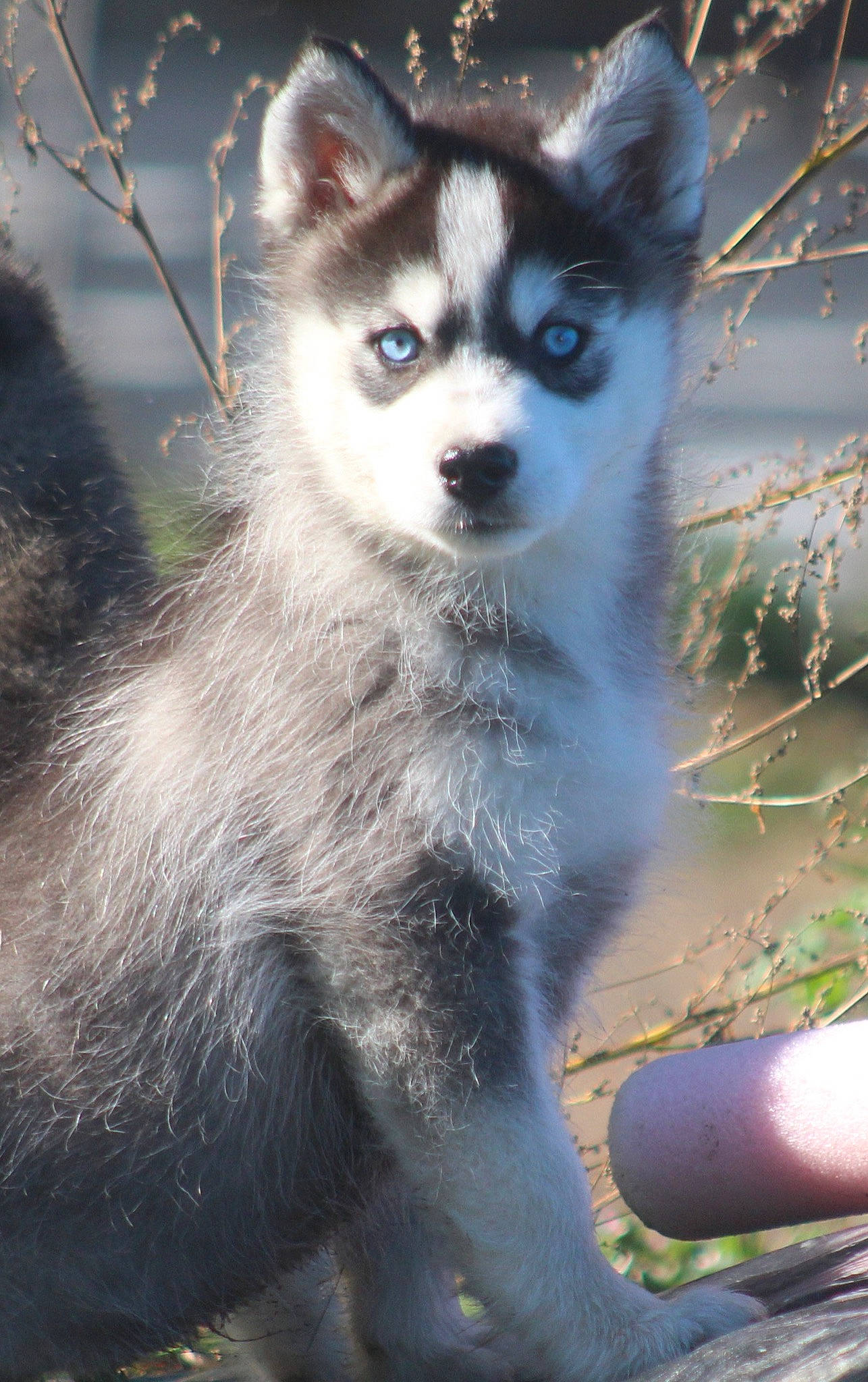 Gringo participe au concours pour gagner de l'argent avec cette photo : canidae, canis, carnivore, daytime, dog, dog_breed, fur, grey, iris, jaw, natural_environment, nature, neck, sled_dog, snapshot, snout, terrestrial_animal, twig, whiskers, wildlife